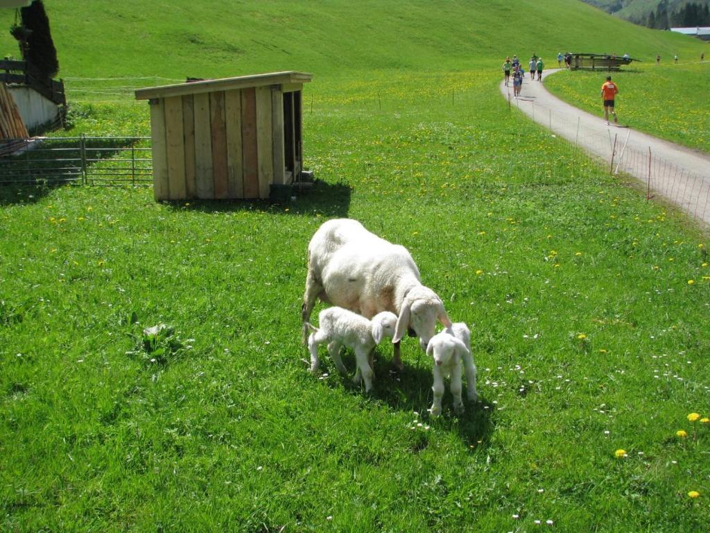 Mountain Hostel *